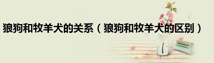 狼狗和牧羊犬的关系(狼狗和牧羊犬的区别)