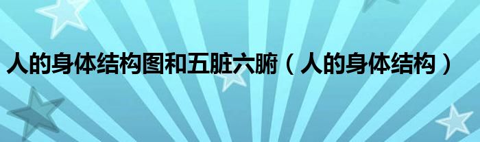 人的身体结构图和五脏六腑(人的身体结构)
