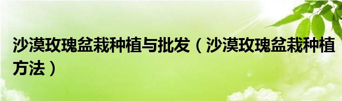 沙漠玫瑰盆栽种植与批发(沙漠玫瑰盆栽种植方法)