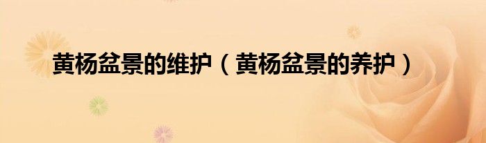 黄杨盆景的维护(黄杨盆景的养护)