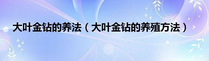大叶金钻的养法(大叶金钻的养殖方法)