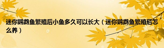 迷你鹦鹉鱼繁殖后小鱼多久可以长大（迷你鹦鹉鱼繁殖后怎么养）