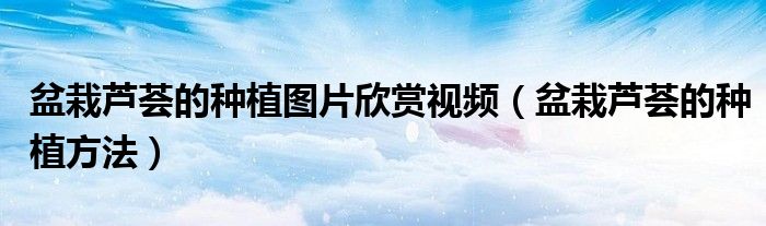 盆栽芦荟的种植图片欣赏视频(盆栽芦荟的种植方法)