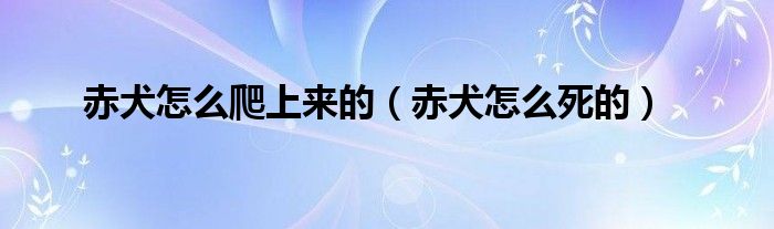 赤犬怎么爬上来的(赤犬怎么死的)