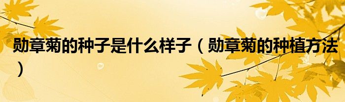 勋章菊的种子是什么样子(勋章菊的种植方法)