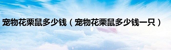 宠物花栗鼠多少钱(宠物花栗鼠多少钱一只)