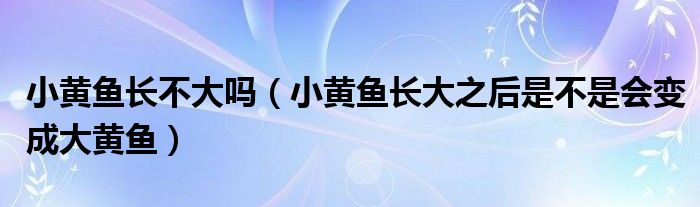 小黄鱼长不大吗（小黄鱼长大之后是不是会变成大黄鱼）
