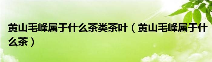 黄山毛峰属于什么茶类茶叶（黄山毛峰属于什么茶）
