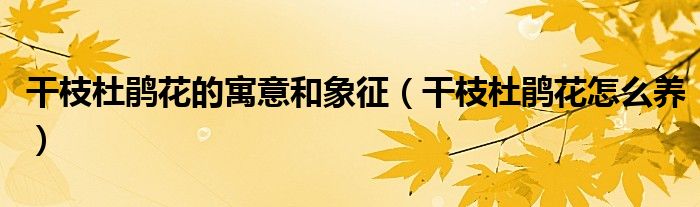 干枝杜鹃花的寓意和象征(干枝杜鹃花怎么养)