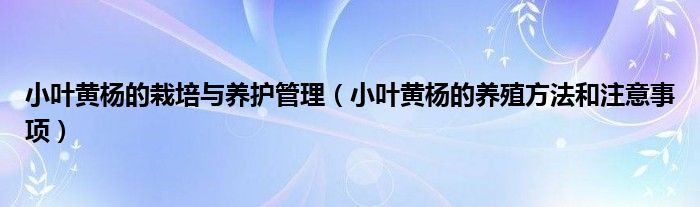 小叶黄杨的栽培与养护管理(小叶黄杨的养殖方法和注意事项)