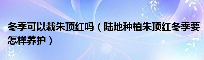 冬季可以栽朱顶红吗（陆地种植朱顶红冬季要怎样养护）