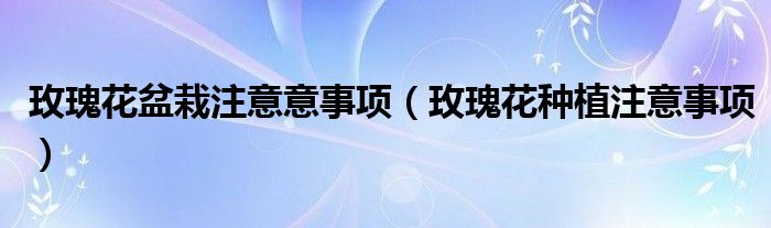 玫瑰花盆栽注意意事项(玫瑰花种植注意事项)