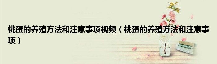 桃蛋的养殖方法和注意事项视频(桃蛋的养殖方法和注意事项)