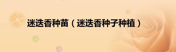 迷迭香种苗(迷迭香种子种植)