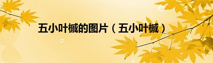 五小叶槭的图片(五小叶槭)