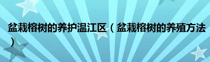 盆栽榕树的养护温江区(盆栽榕树的养殖方法)