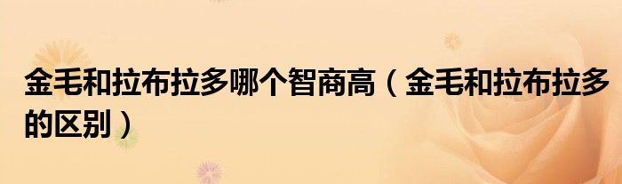 金毛和拉布拉多哪个智商高(金毛和拉布拉多的区别)