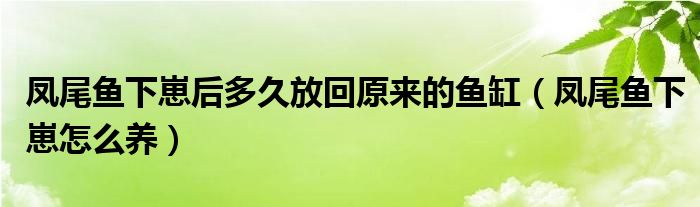 凤尾鱼下崽后多久放回原来的鱼缸(凤尾鱼下崽怎么养)