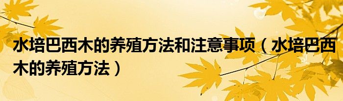 水培巴西木的养殖方法和注意事项(水培巴西木的养殖方法)