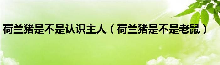 荷兰猪是不是认识主人(荷兰猪是不是老鼠)