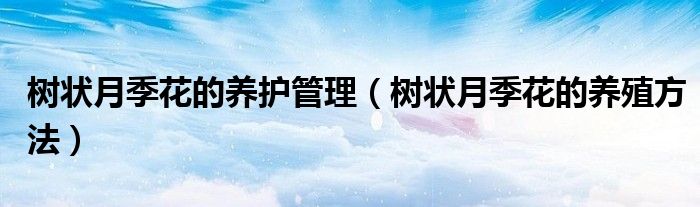 树状月季花的养护管理(树状月季花的养殖方法)