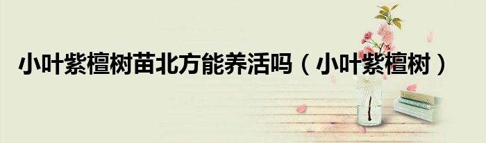 小叶紫檀树苗北方能养活吗(小叶紫檀树)