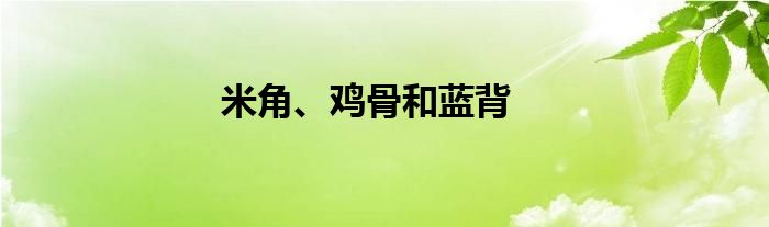 米角、鸡骨和蓝背