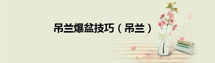吊兰爆盆技巧（吊兰）