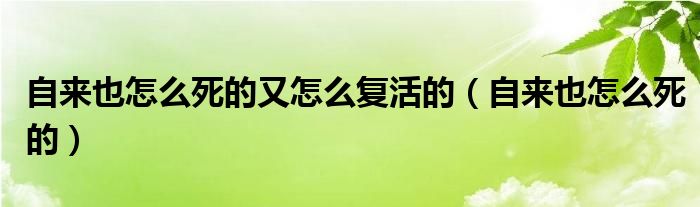 自来也怎么死的又怎么复活的(自来也怎么死的)