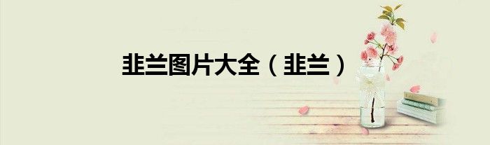 韭兰图片大全（韭兰）
