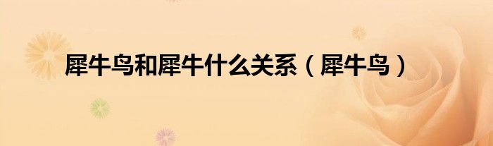 犀牛鸟和犀牛什么关系(犀牛鸟)