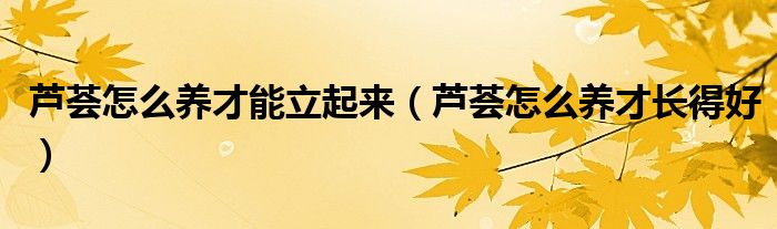 芦荟怎么养才能立起来(芦荟怎么养才长得好)