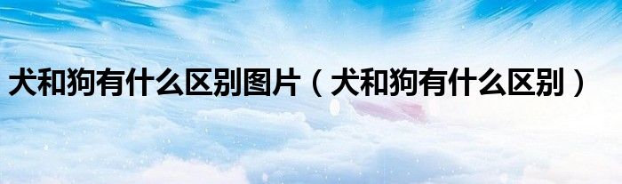 犬和狗有什么区别图片(犬和狗有什么区别)