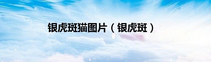 银虎斑猫图片（银虎斑）
