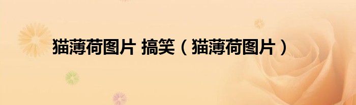 猫薄荷图片 搞笑(猫薄荷图片)