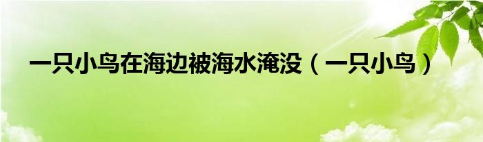 一只小鸟在海边被海水淹没(一只小鸟)
