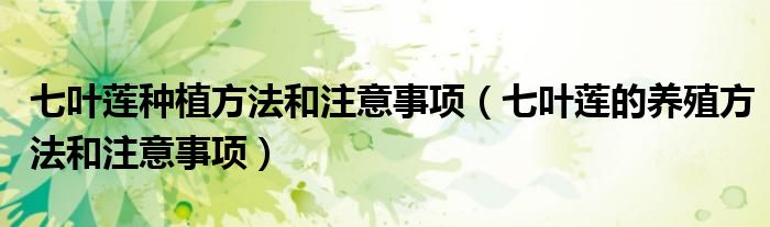 七叶莲种植方法和注意事项(七叶莲的养殖方法和注意事项)