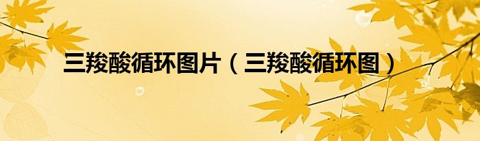 三羧酸循环图片(三羧酸循环图)