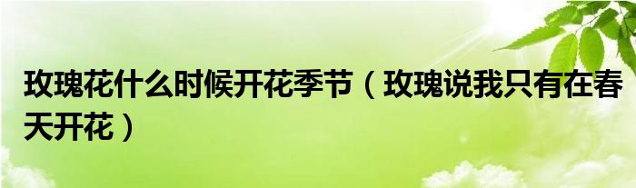 玫瑰花什么时候开花季节(玫瑰说我只有在春天开花)