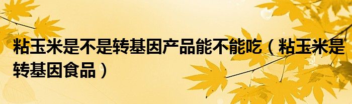 粘玉米是不是转基因产品能不能吃(粘玉米是转基因食品)