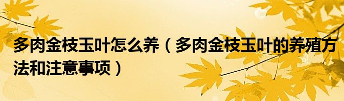 多肉金枝玉叶怎么养(多肉金枝玉叶的养殖方法和注意事项)