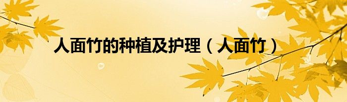 人面竹的种植及护理(人面竹)