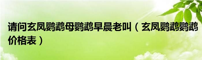 请问玄凤鹦鹉母鹦鹉早晨老叫(玄凤鹦鹉鹦鹉价格表)
