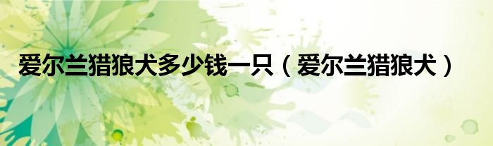 爱尔兰猎狼犬多少钱一只(爱尔兰猎狼犬)