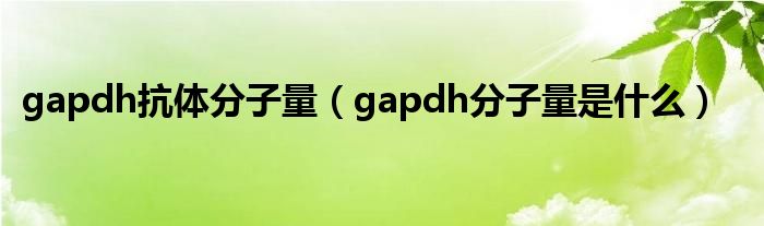 gapdh抗体分子量(gapdh分子量是什么)