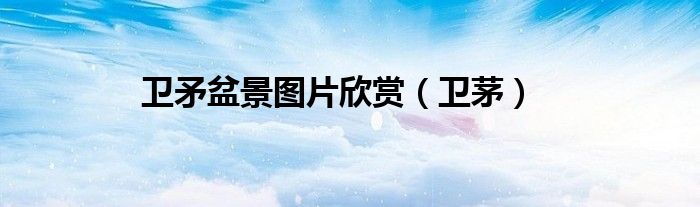 卫矛盆景图片欣赏(卫茅)