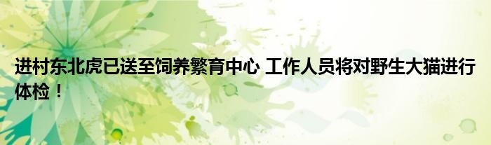 进村东北虎已送至饲养繁育中心 工作人员将对野生大猫进行体检!