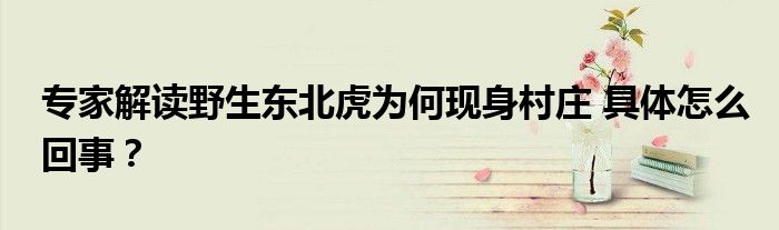 专家解读野生东北虎为何现身村庄 具体怎么回事?