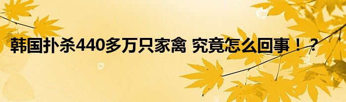 韩国扑杀440多万只家禽 究竟怎么回事!?