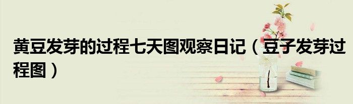 黄豆发芽的过程七天图观察日记(豆子发芽过程图)